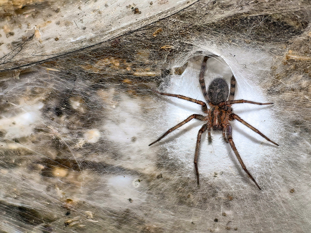 An undated image shows a Tegenaria Domestica spider in its web on a wall in Sulfur Cave, on the Greek-Albanian border. (Istvan Urak via AP)