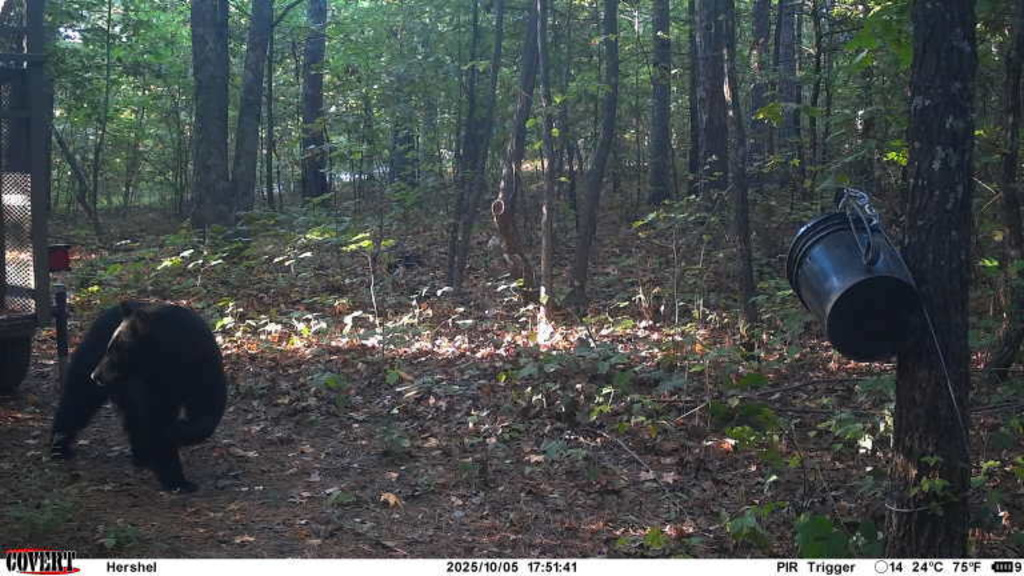 This image taken from a trail camera on Sunday, Oct. 5, 2025, and released by the Arkansas Game and Fish Commission shows a male black bear near a campground in northwest Arkansas where a 60-year-old man was fatally mauled. (Arkansas Game and Fish Commission via AP)