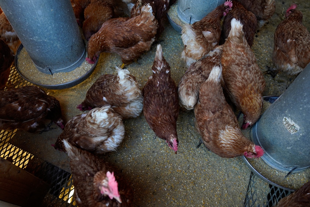 FILE - Red Star chickens feed in their coop, Jan. 10, 2023, at Historic Wagner Farm in Glenview, Ill.(AP Photo/Erin Hooley, File)