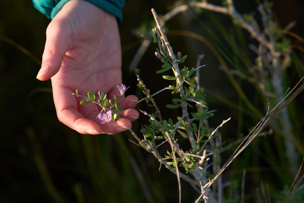 Katie Fernald, Wetland/Rangeland Ecologist, International Crane Foundation, holds a Carolina Wolfberry at the Wolfberry Whooping Crane Sanctuary, Thursday, Dec. 11, 2025, near Seadrift, Texas. (AP Photo/John Locher)