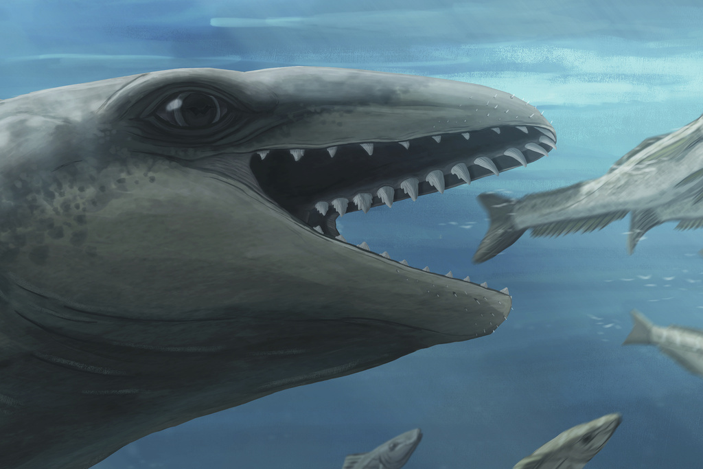 In this illustration provided by Ruairidh Duncan a Janjucetus dullardi is depicted chasing a fish. (Ruairidh Duncan via AP)