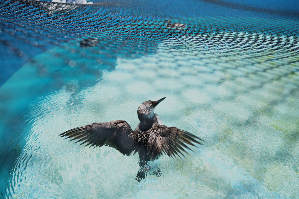 A common murre spreads its wings in a rehabilitation tank at the SeaWorld Animal Rescue Center on Thursday, May 14, 2026, in San Diego. (AP Photo/Gregory Bull)
