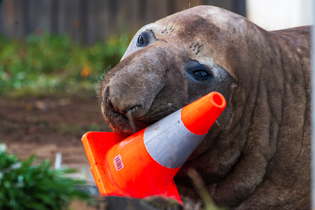 In this photo provided by Sam Volker Photography, Neil the Seal, a 1,000 kg (2,200 pound) elephant seal, plays with a traffic cone in Tasmania, Australia, on June 27, 2026. (Sam Volker Photography via AP)