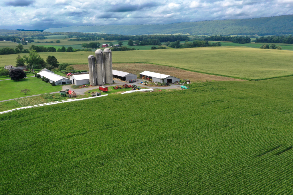 FILE - A corn field is seen in Mill Hill, Pa., on Aug. 29, 2023. (AP Photo/Gene J. Puskar, File)