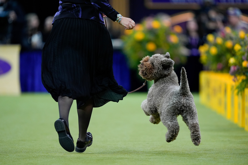 A Lagotto Romagnolo named "Boardwalk Here Comes the Sun" competes in the sporting group of the 150th Westminster Kennel Club Dog Show, Tuesday, Feb. 3, 2026, in New York. (AP Photo/Yuki Iwamura)