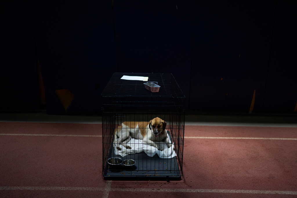 A dog rescued from recent wildfires rests in a crate at a temporary animal shelter inside a stadium in Megara, west of Athens, Greece, Wednesday, Aug. 5, 2026. (AP Photo/Petros Giannakouris)
