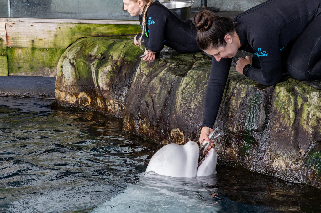 This photo provided by the Shedd Aquarium shows beluga whale Peekachu at the aquarium in Chicago, Monday, Aug. 17, 2026. (Shedd Aquarium via AP)