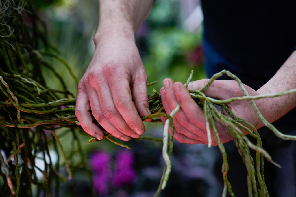 Exhibits horticulturist Jason Toth holds the roots of a large Vanda orchid as finishing touches are placed on the 12th annual Chicago Botanic Garden Orchid Show, Friday, Feb. 6, 2026, in Glencoe, Ill. (AP Photo/Erin Hooley)
