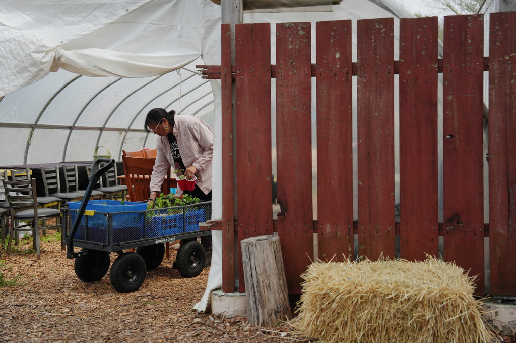 Dawn Spears loads a cart full of tomato plants Tuesday, April 21, 2026, at her farm in Hopkinton, R.I. (AP Photo/Joshua A. Bickel)