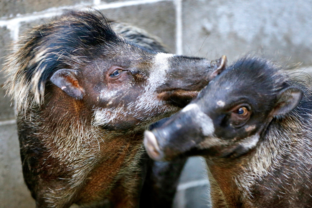 FILE - A Visayan warty pig nuzzles another in their containment area at the Pittsburgh Zoo on June 4, 2015. (AP Photo/Keith Srakocic, File)