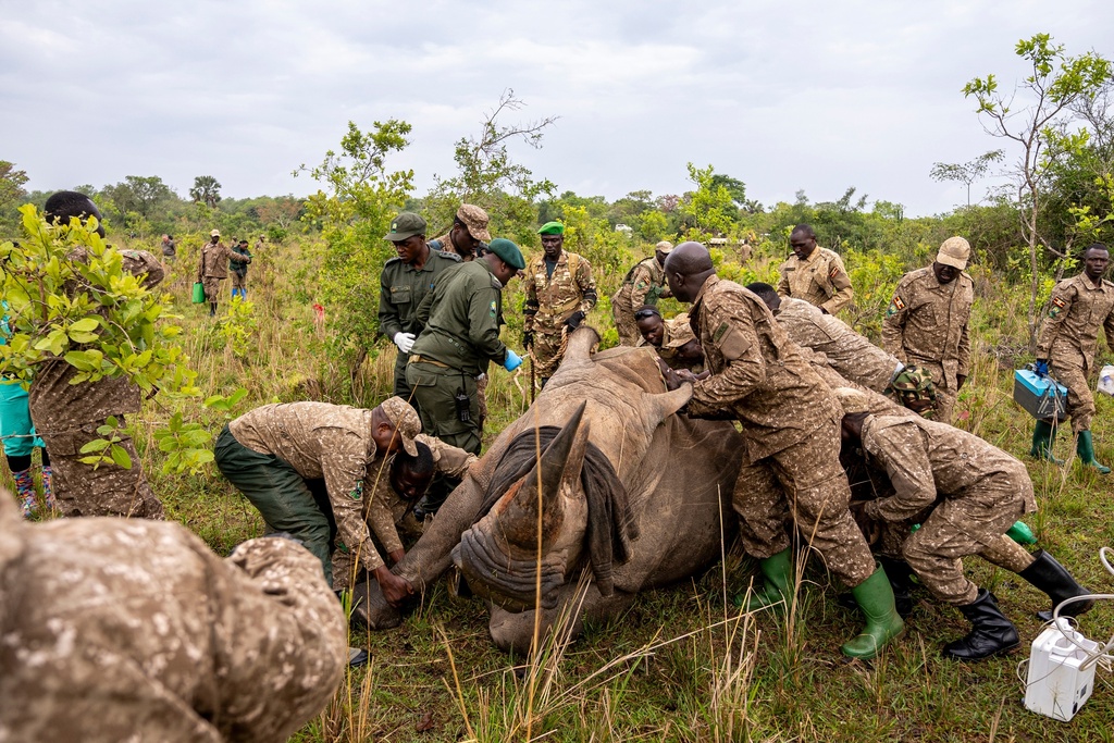 Rangers prepare a rhinoceros for transport from the Ziwa Rhino Sanctuary to Kidepo Valley National Park in north-eastern Uganda, Thursday, March 19, 2026. (AP Photo/Moses Dipak)