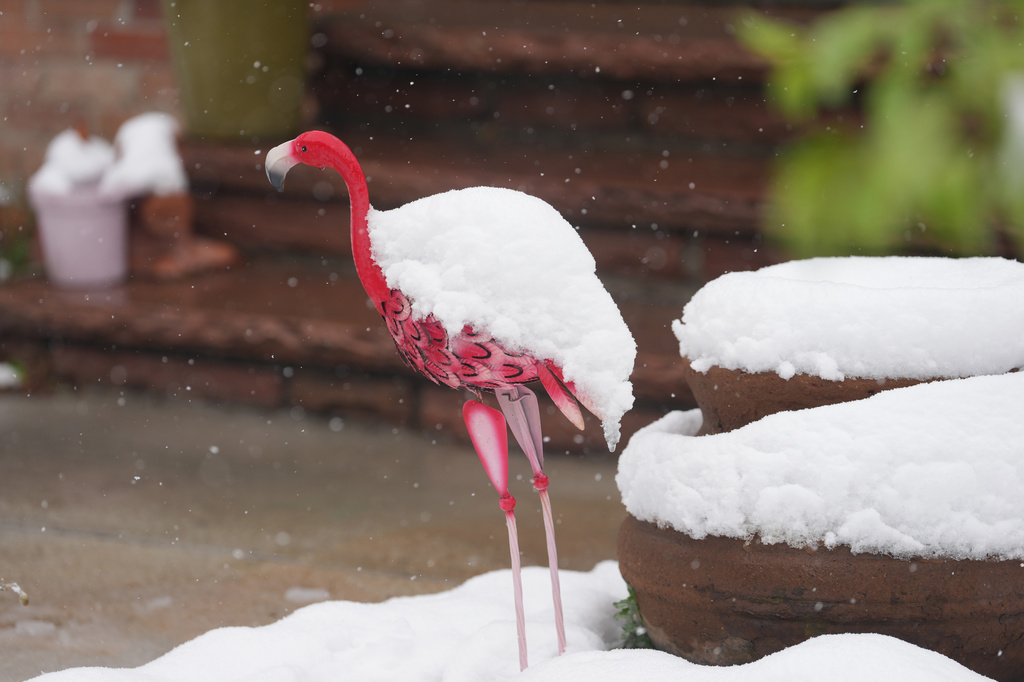 Snow tops a lawn flamingo outside a home along Corona Street as a spring storm packing cold temperatures and snow sweeps over the intermountain West, Wednesday, May 6, 2026, in Denver. (AP Photo/David Zalubowski)