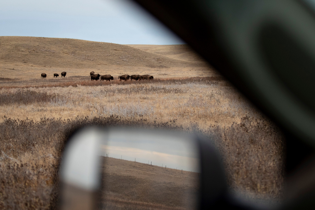 Buffalo graze at the Fort Peck Assiniboine & Sioux Tribes Buffalo Ranch near Wolf Point, Mont., on Monday, Nov. 10, 2025. (AP Photo/Mike Clark)