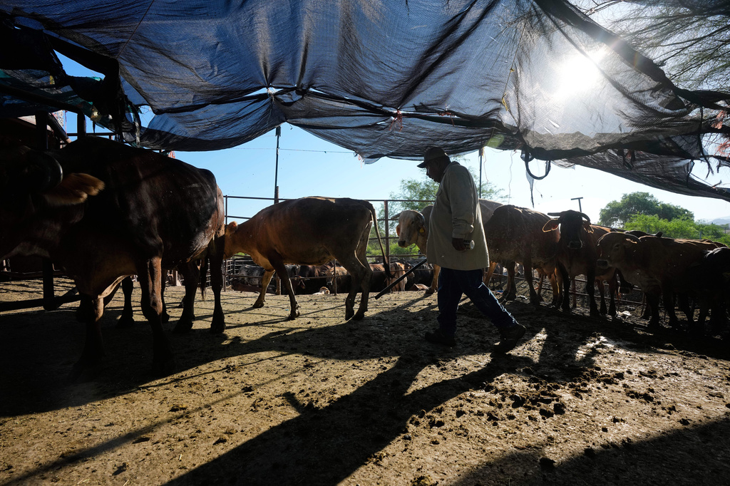 A worker handles cows during morning milking at a dairy farm in Hermosillo, Mexico, Monday, Aug. 17, 2026. (AP Photo/Fernando Llano)