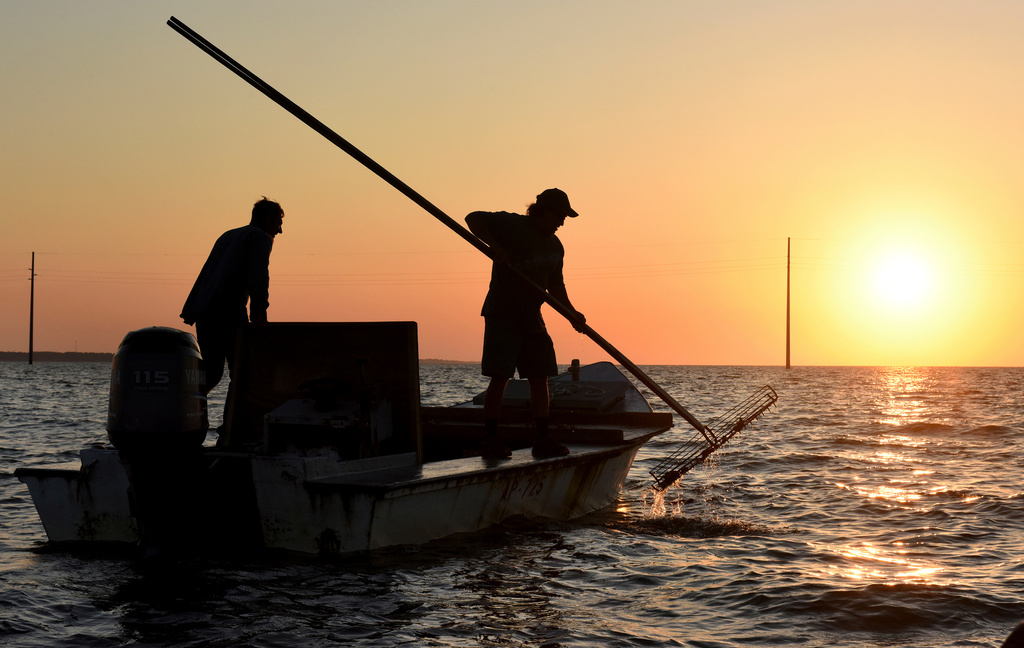 FILE - The work day begins early for oyster harvesters on May 25, 2016, in the Florida panhandle's Apalachicola Bay. (Taimy Alvarez/South Florida Sun-Sentinel via AP, File)