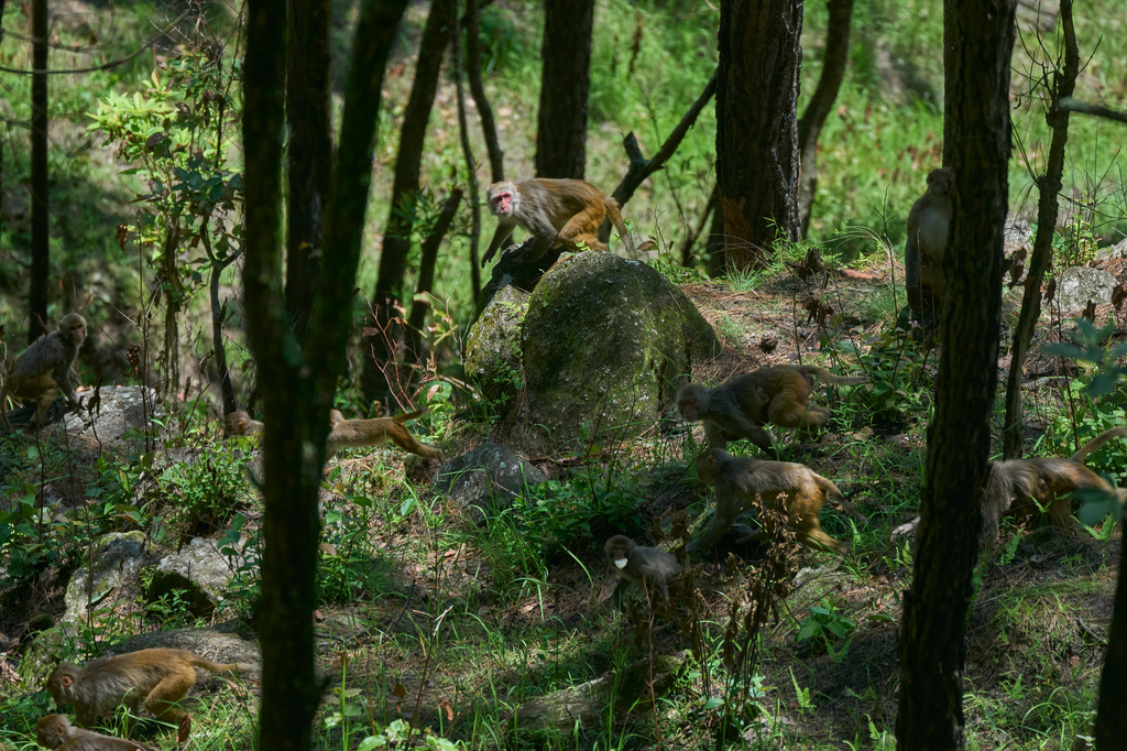 A troop of monkeys scatters after being chased by farmers protecting their farmland in Dharamghar, Dolakha district, about 86 kilometers (53 miles) east of Kathmandu, Nepal, Saturday, July 25, 2026. (AP Photo/Niranjan Shrestha)