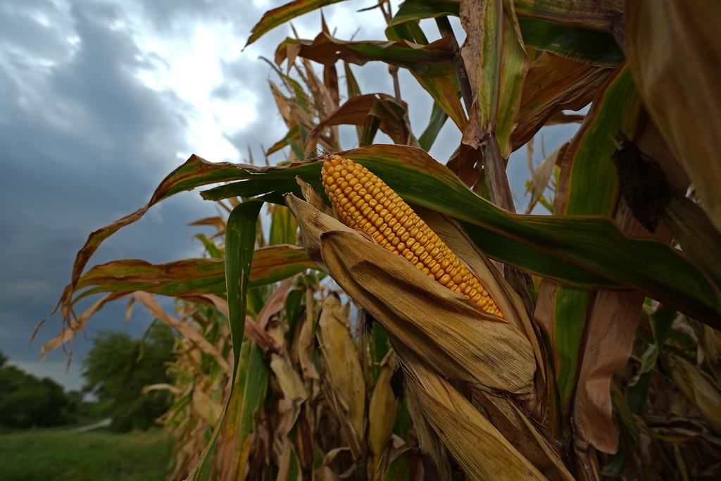 How climate change could be making Midwest summer's 'corn sweat ...