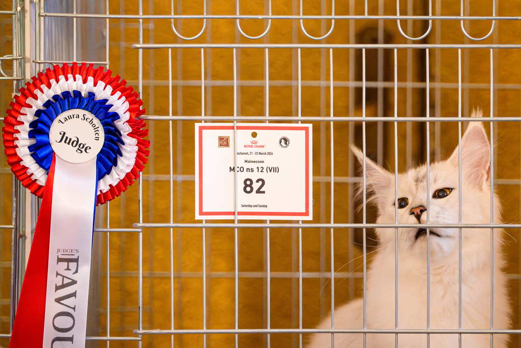 An award winning cat meows in a cage at an international feline beauty competition, dubbed the Feline Oscars, featuring more than 200 cats, in Bucharest, Romania, Saturday, March 21, 2026. (AP Photo/Andreea Alexandru)
