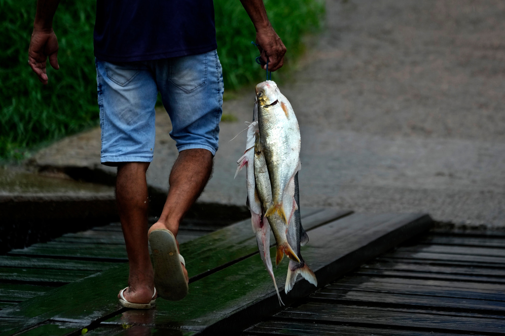 A man carries fish bought directly from fishers in a port along the Oiapoque River in Oiapoque, Amapa state, Brazil, Tuesday, March 10, 2026. (AP Photo/Eraldo Peres)