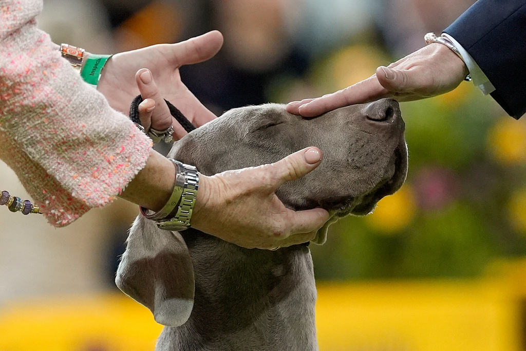 A Weimaraner, named Sophia, competes in the 150th Westminster Kennel Club Dog Show, Tuesday, Feb. 3, 2026, in New York. (AP Photo/Yuki Iwamura)