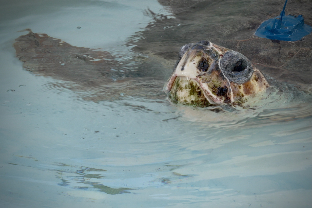 A loggerhead sea turtle named Pyari is seen swimming in a tank shortly before its release in Juno Beach, Fla., on Wednesday, Jan. 28, 2026. (AP Photo/Cody Jackson)