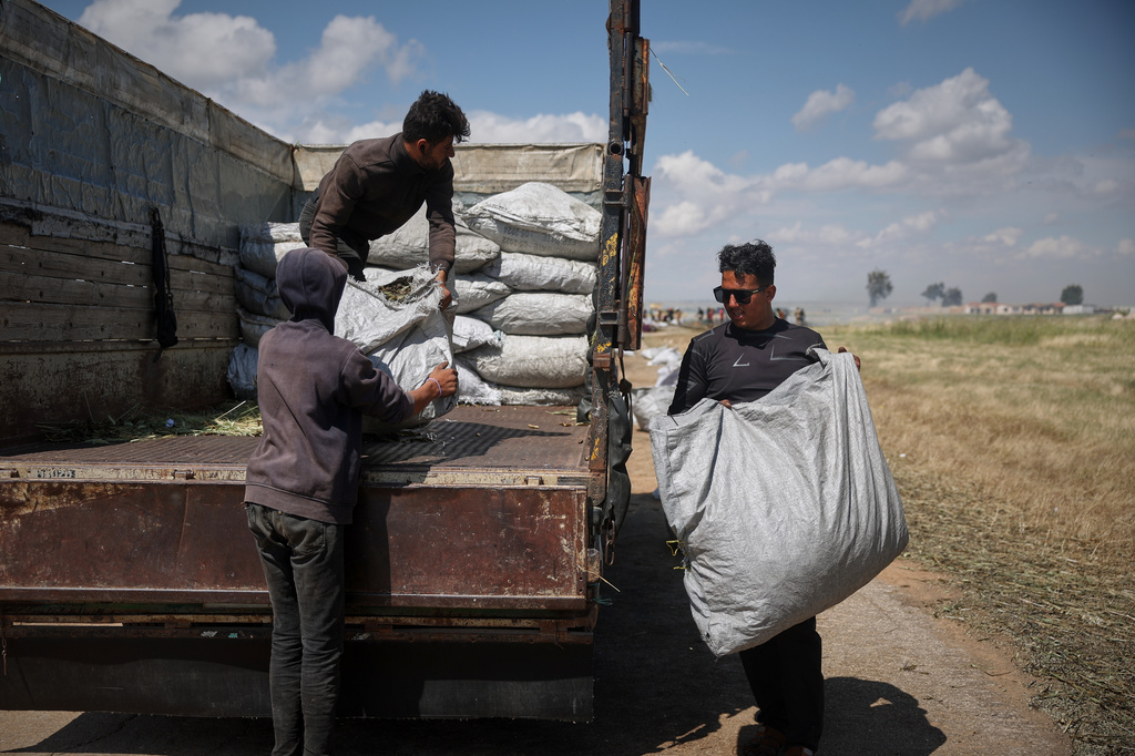 Syrian workers load sacks of freekeh, a roasted green wheat grain widely used in Levantine cuisine, after burning and roasting immature wheat over open flames to separate and preserve the grains, on the outskirts of Taftanaz, northwestern Syria, Sunday, May 24, 2026. (AP Photo/Ghaith Alsayed)