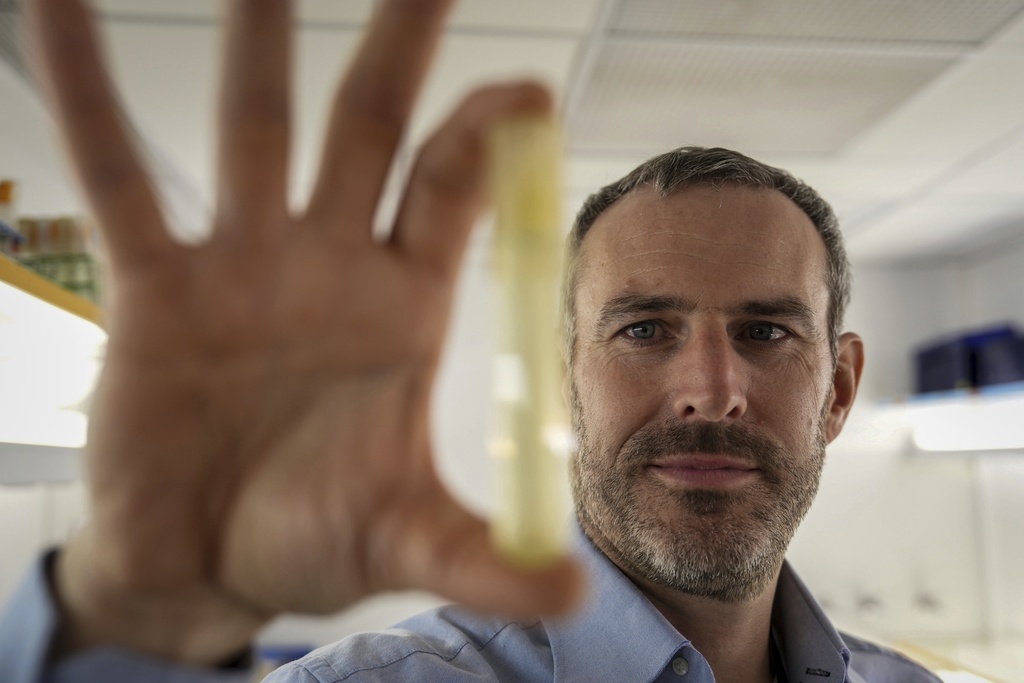 Francois Ribalet, a research associate professor at the University of Washington's School of Oceanography, holds a vial of Prochlorococcus on Friday, Sept. 5, 2025, in Seattle. (AP Photo/Annika Hammerschlag)