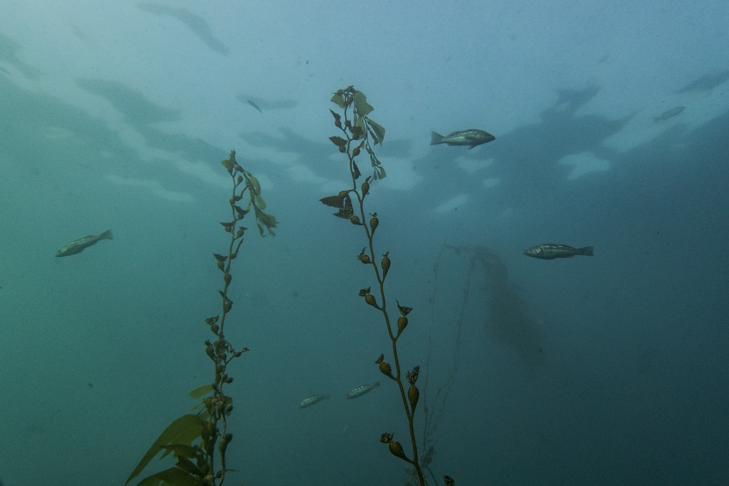 Strands of kelp rise from a thinned kelp forest off the coast of La Jolla, Calif., Tuesday, Dec. 2, 2025. (AP Photo/Annika Hammerschlag)