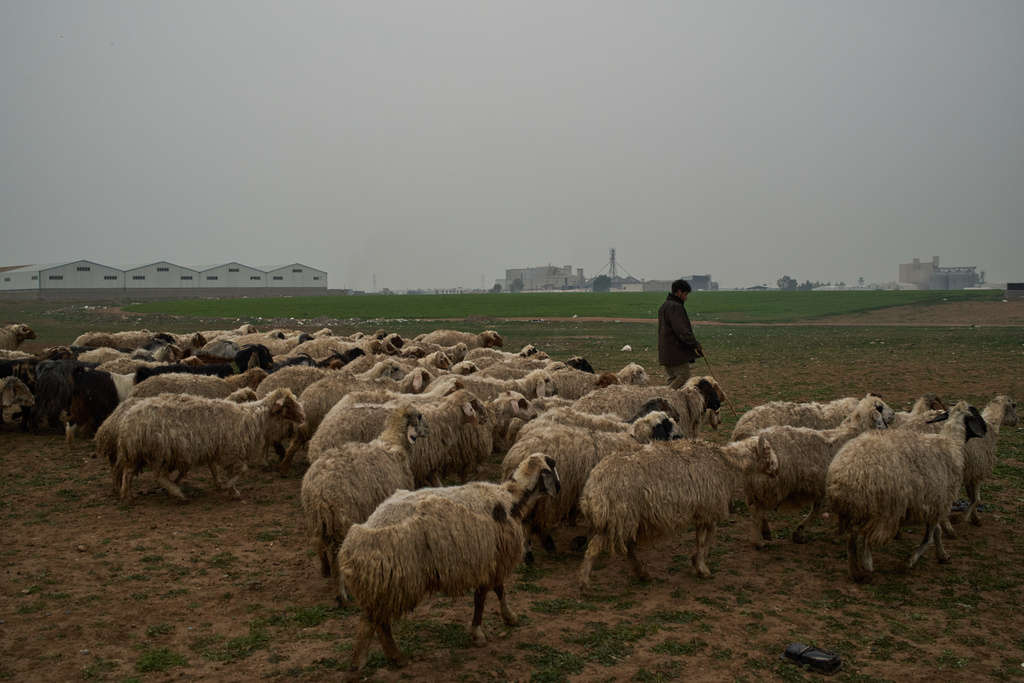 A shepherd leads his flock of sheep in front of Kawa Camp, which houses Iranian Kurdish refugees who fled Iran following the 1979 Islamic Revolution, in the outskirts of Irbil, Iraq, Saturday, March 14, 2026. (AP Photo/Leo Correa)