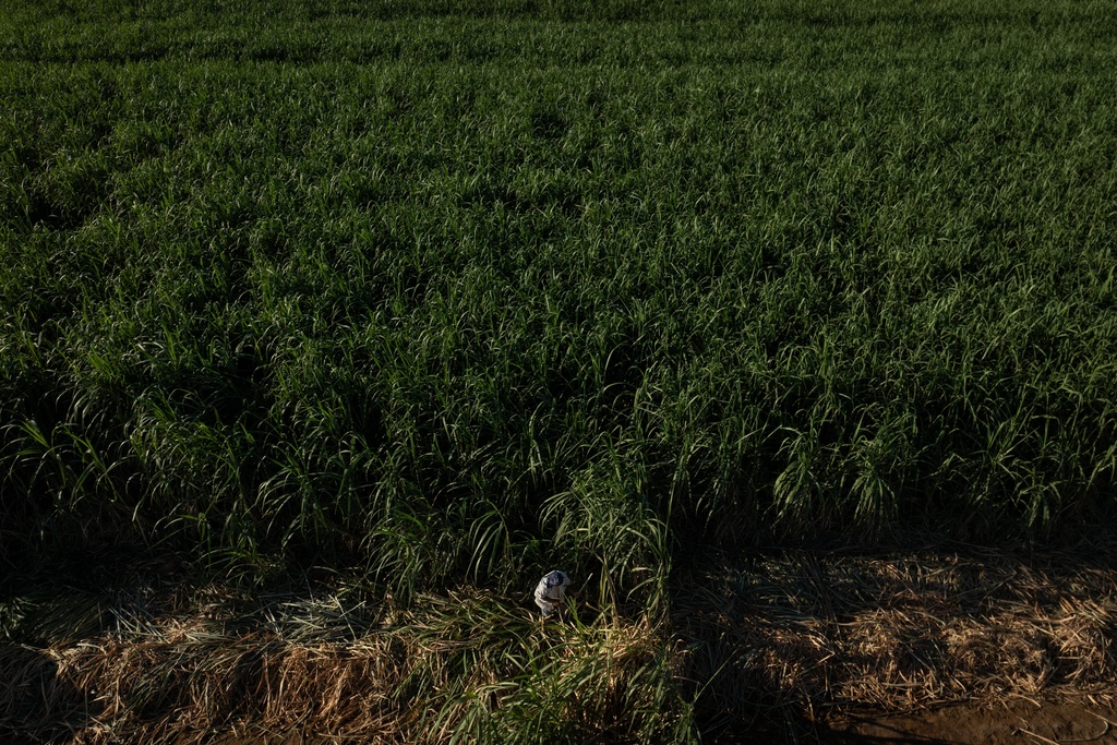 Manuel Gallegos works in a sugarcane field in Niland, Calif., Thursday, Sept. 11, 2025. (AP Photo/Jae C. Hong)
