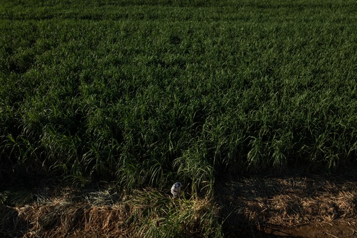Manuel Gallegos works in a sugarcane field in Niland, Calif., Thursday, Sept. 11, 2025. (AP Photo/Jae C. Hong) Manuel Gallegos works in a sugarcane field in Niland, Calif., Thursday, Sept. 11, 2025. (AP Photo/Jae C. Hong)