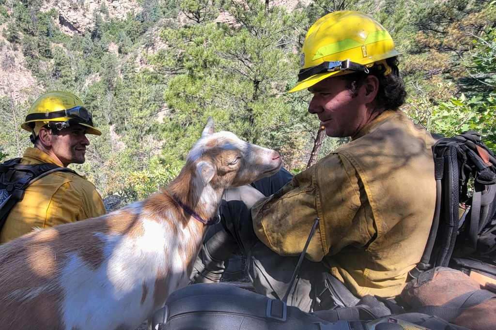 A goat named Goldie keeps firefighters company while they battle the Rock Creek Fire in Colorado Springs, Colo., on Thursday, July 9, 2026. (Colorado Springs Fire via AP)