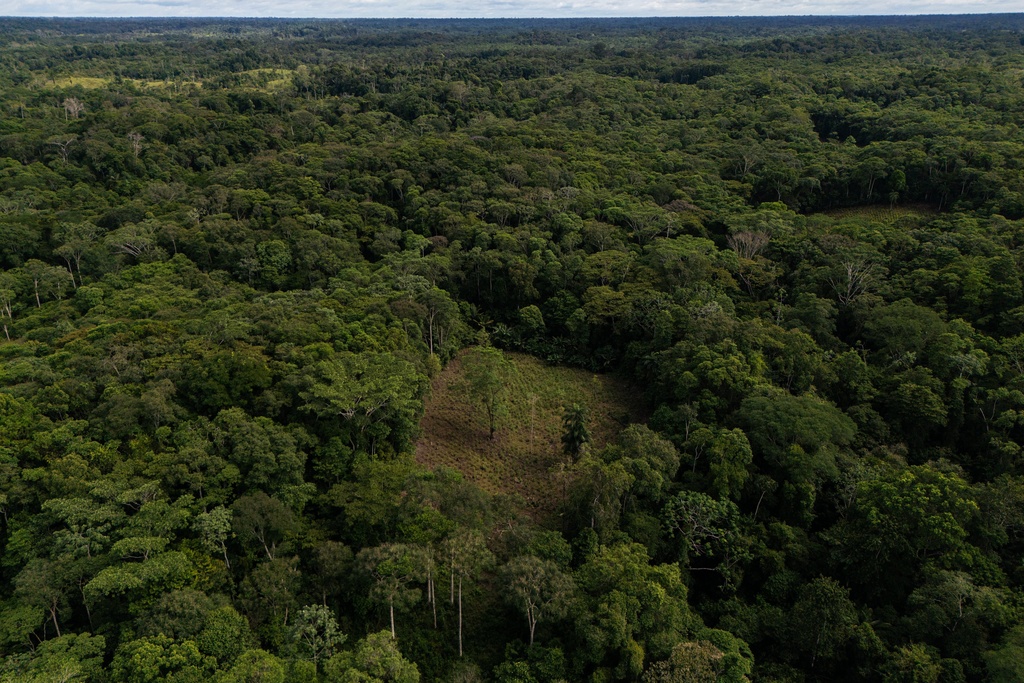 A small coca crop is visible on the outskirts of Puerto Asis, Colombia, Wednesday, Nov. 26, 2025. (AP Photo/Ivan Valencia)