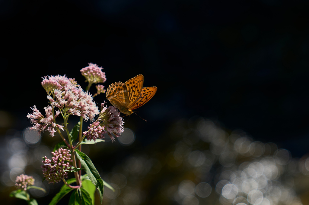 A butterfly rests on a wildflower in the Enipeas Gorge on Mount Olympus in northern Greece, Tuesday, July 14, 2026. (AP Photo/Petros Giannakouris)