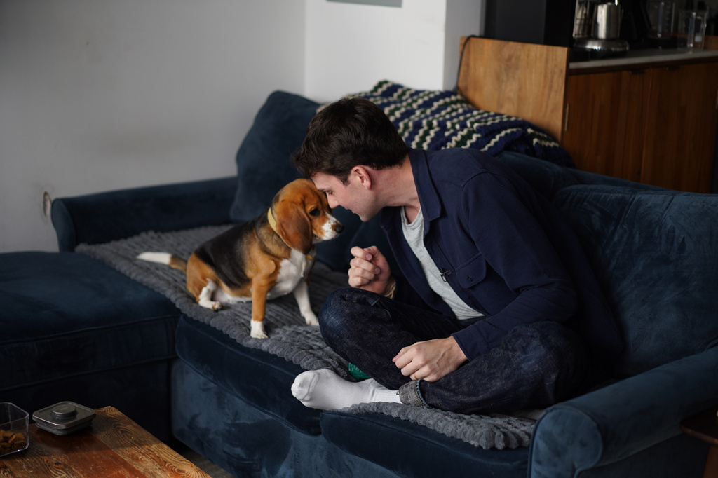 Matt Walker sits at home with Bailey, his gene-edited hypoallergenic beagle, in New York on Aug. 4, 2026. (AP Photo/Mary Conlon)