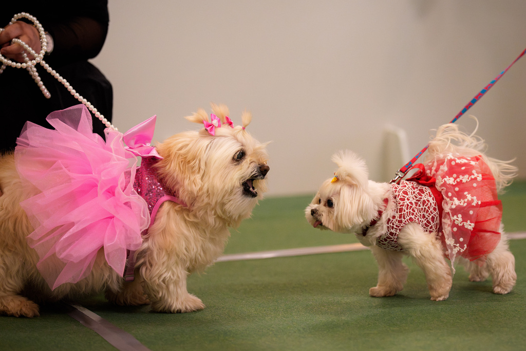 Dogs greet each other before the start of a costume parade at the Pet Expo in Bucharest, Romania, Saturday, March 14, 2026. (AP Photo/Vadim Ghirda)