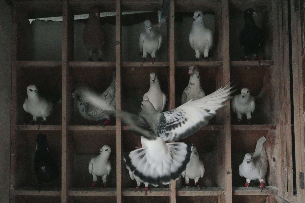Pigeons gather on the rooftop of Loubna Hamdan in Chiyah, who leaves food out for the birds, in the southern suburbs of Beirut, Lebanon, Thursday, July 10, 2025. (AP Photo/Hassan Ammar)