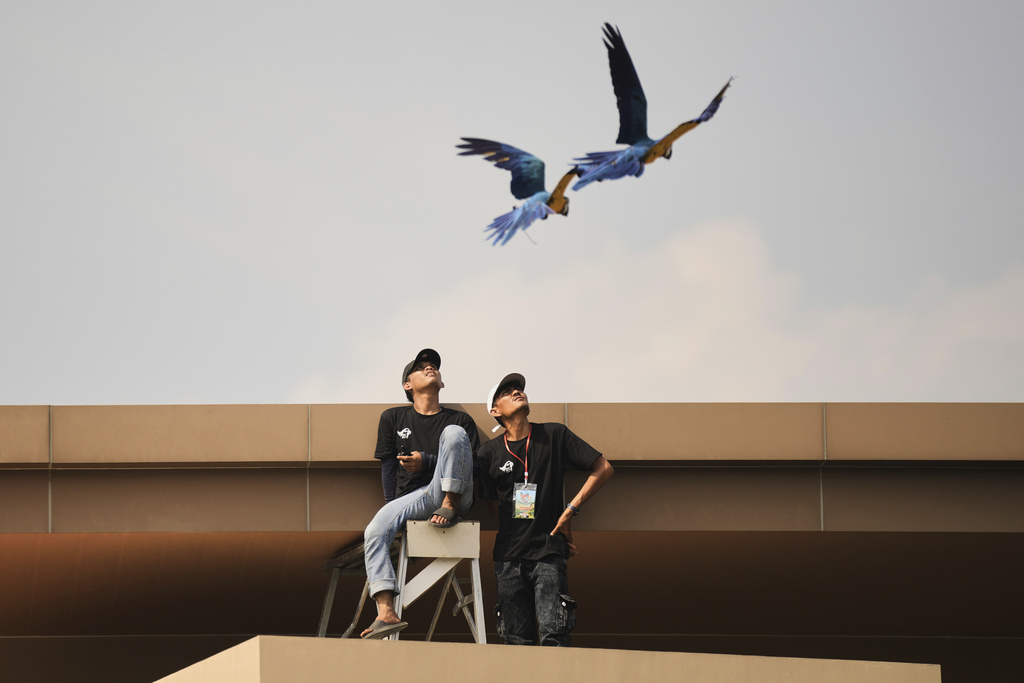 People watch macaws in flight during a free fly competition in Sentul, Indonesia, Saturday, Aug. 23, 2025. (AP Photo/Tatan Syuflana)