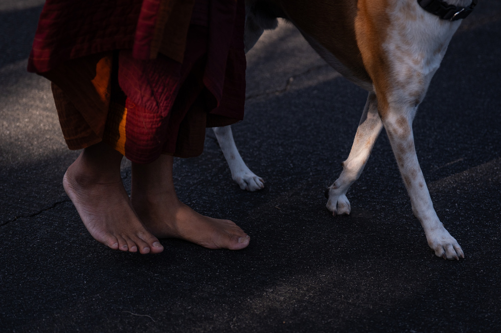 Bhikkhu Pannakara, a Buddhist monk who led a Walk for Peace from Fort Worth, Texas, to Washington, D.C., and his dog, Aloka, walk to Wat Thai of Los Angeles in the North Hollywood section of Los Angeles, Monday, July 13, 2026. (AP Photo/Jae C. Hong)
