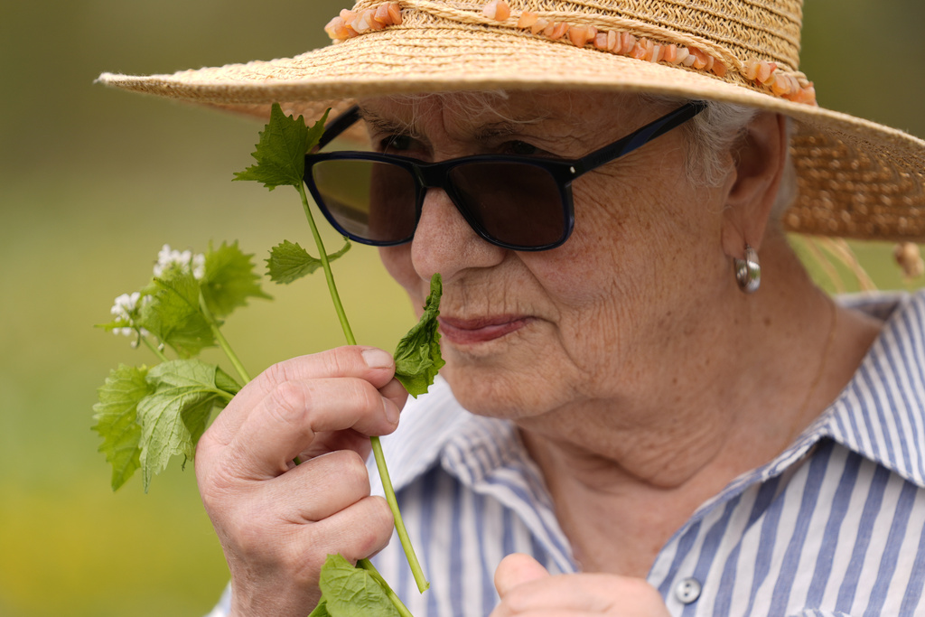 Nelda Quigley, of Beverly, Mass., smells a plant during a foraging class, May 8, 2025, in Wenham, Mass. (AP Photo/Robert F. Bukaty)