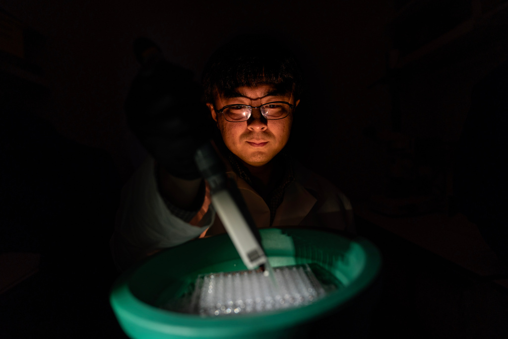 Dr. Norio Hanata, a research fellow, poses for a portrait while diluting patient blood samples in the lab where he works at the National Institutes of Health, Monday, Aug. 25, 2025, in Bethesda, Md. As a rheumatologist in Japan, he saw a lot of patients with autoimmune diseases. "By doing this research we can overcome some unmet needs for the patients. We can know what we don't know." (AP Photo/David Goldman)