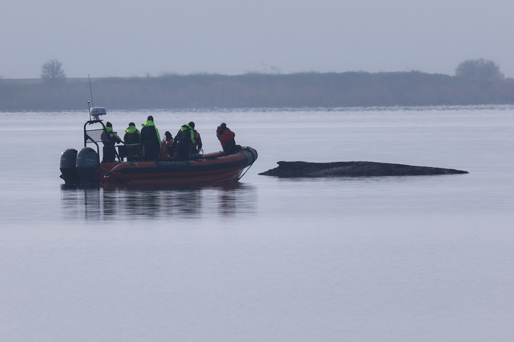 A Greenpeace boat approaches the humpback whale, which is still stuck off near the island of Poel, Germany, Wednesday, April 1, 2026. (Marcus Golejewski/dpa via AP)