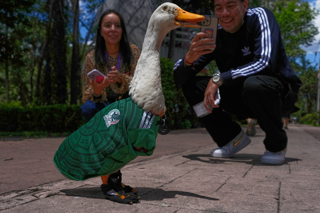 People take pictures of a duck named Merlin, dressed in a Mexico national soccer team jersey, at a park in Mexico City, Monday, June 15, 2026, during the World Cup. (AP Photo/Marco Ugarte)