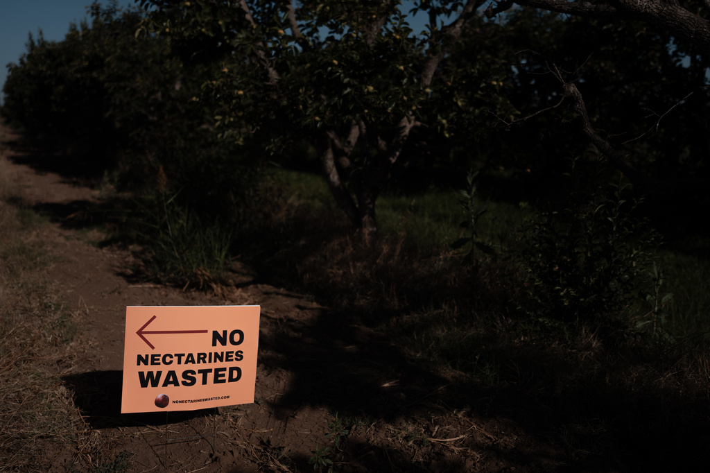 A sign directs people to a free nectarine giveaway at Cesar Mora's orchard in Reedley, Calif., Wednesday, July 1, 2026. (AP Photo/Jae C. Hong)