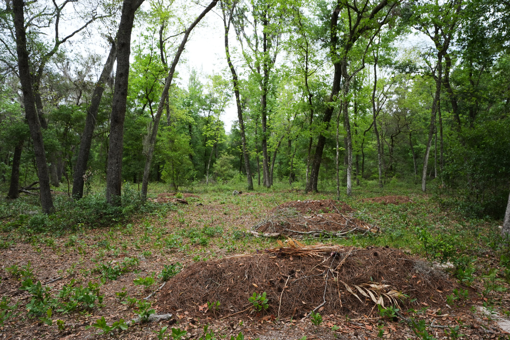 Graves are visible in the forest at the Prairie Creek Conservation Cemetery, Monday, April 6, 2026, in Gainesville, Fla. (AP Photo/Marta Lavandier)