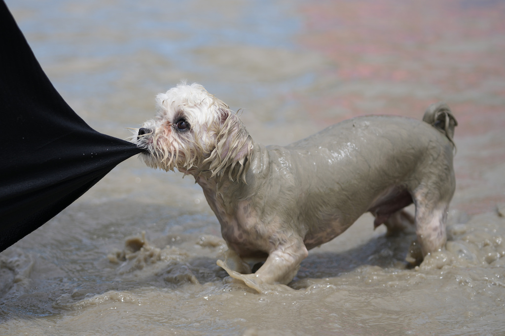 A dog plays in a mud pool during the Boryeong Mud Festival near a beach in Boryeong, South Korea, Saturday, July 25, 2026. (AP Photo/Lee Jin-man)