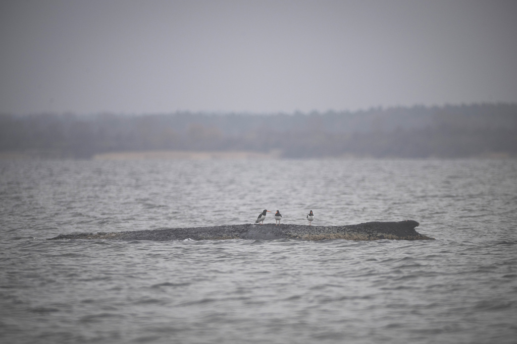 Three water birds sit on a humpback whale in the Wismar Bay near Wismar, Germany, Sunday, March 29, 2026. (Philip Dulian/dpa via AP)