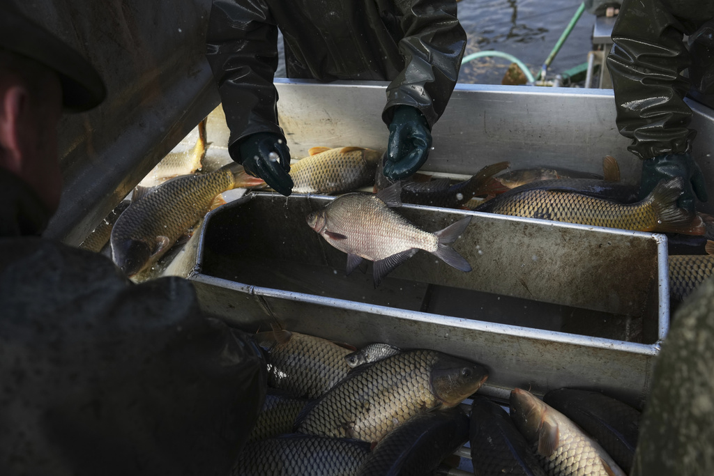 Fishermen sort fish during a traditional fish haul of the Rozmberk pond near the town of Trebon, Czech Republic, Friday, Oct. 17, 2025. (AP Photo/Petr David Josek)