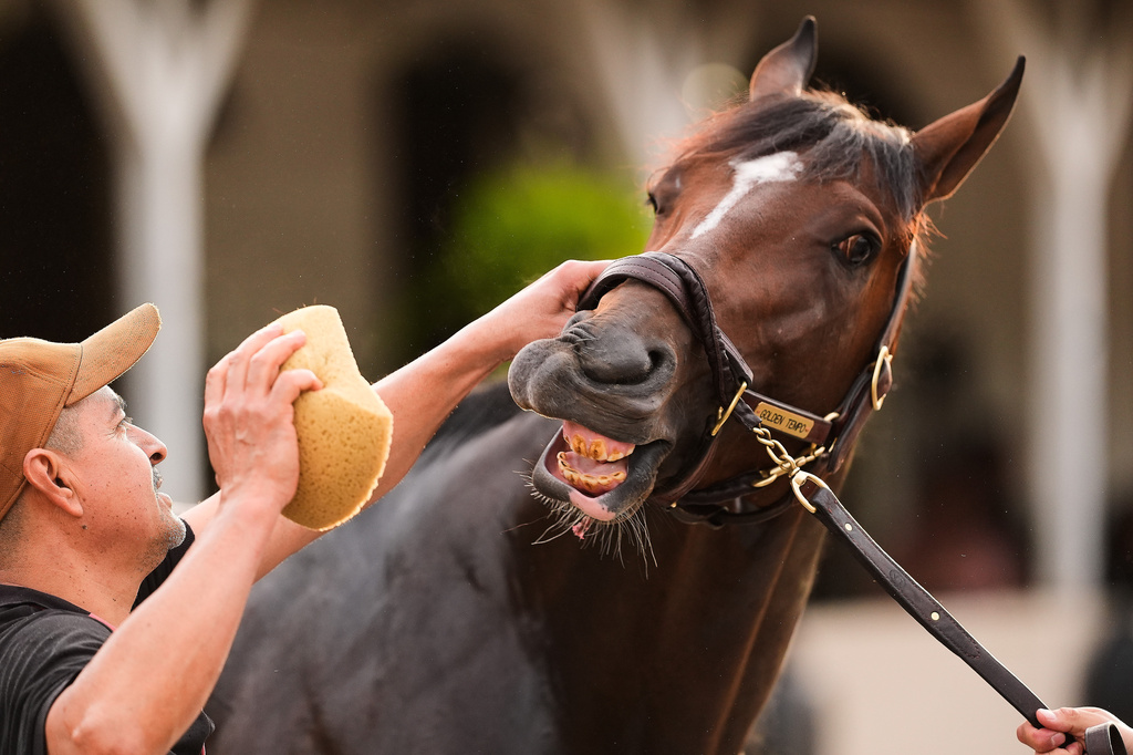 Kentucky Derby entrant Golden Tempo gets a bath after a workout at Churchill Downs Monday, April 27, 2026, in Louisville, Ky. (AP Photo/Charlie Riedel)