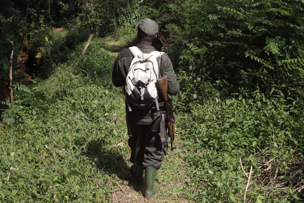 A chimpanzee tracker follows a troop of the primates in Kibale Forest National Park near Fort Portal, Uganda, Wednesday, Dec. 3, 2025. (AP Photo/Patrick Onen)